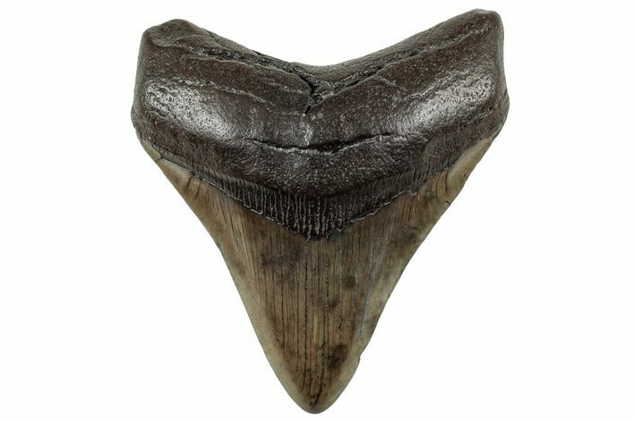 Fossil Megalodon Tooth - South Carolina #325756